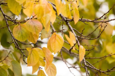 Sonbaharda ağaçta sarı yapraklar