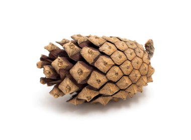 taze lezzetli yemekler