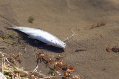 Nehirde ölü balık
