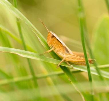 Çekirge doğada. Kapat
