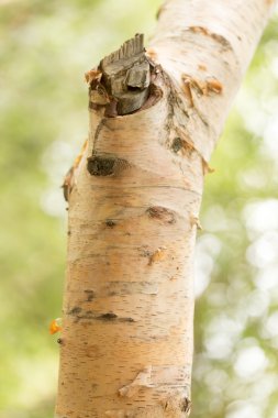 huş ağacı gövde doğada vahşi