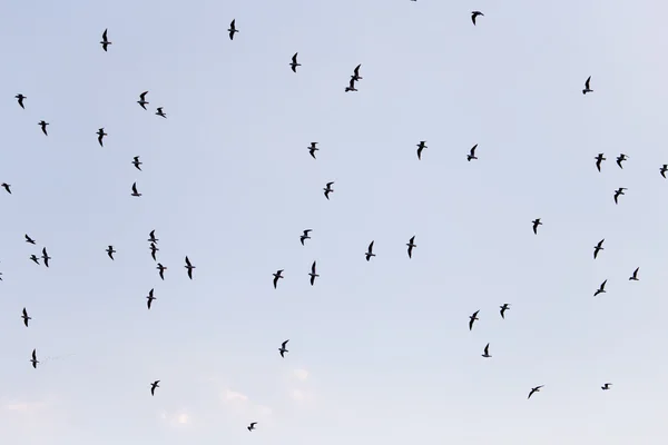 Schöne Natur Hintergrund — Stockfoto