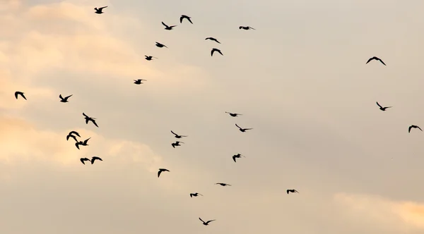 Hermosa naturaleza fondo — Foto de Stock