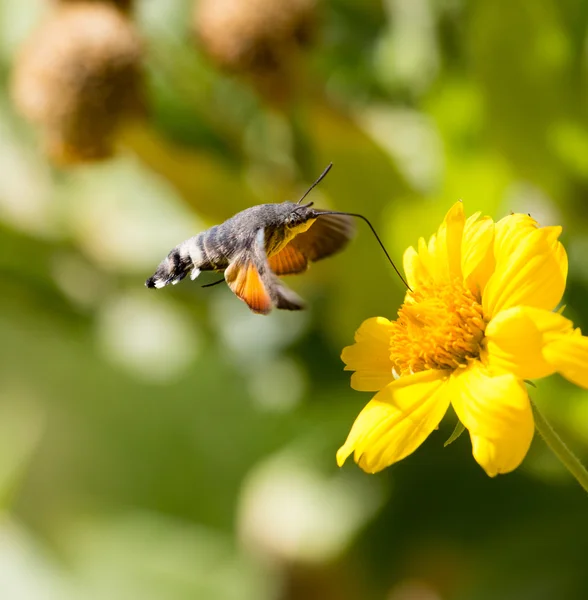 Bellissimo sfondo naturale — Foto Stock