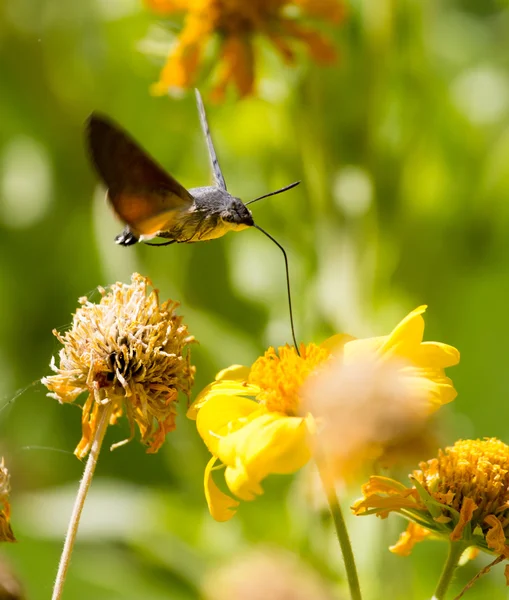 Hermosa naturaleza fondo —  Fotos de Stock