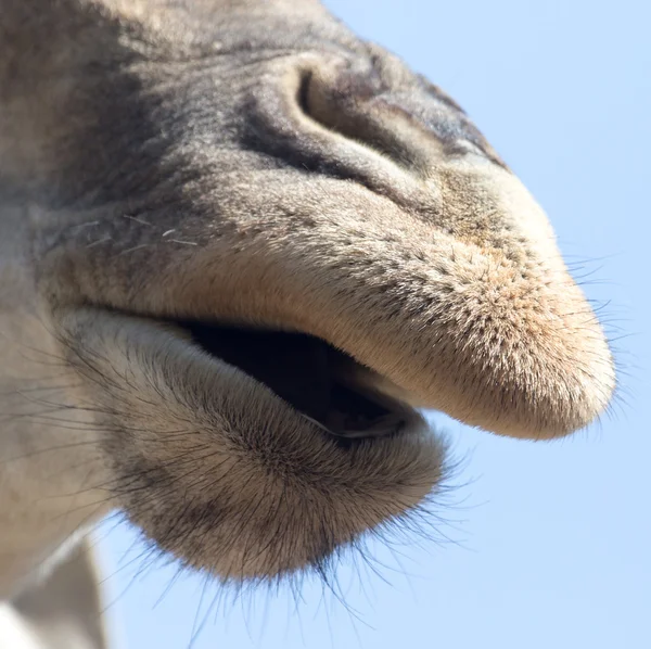 Ritratto di una giraffa — Foto Stock