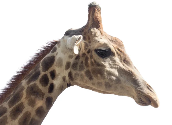 Retrato de una jirafa — Foto de Stock