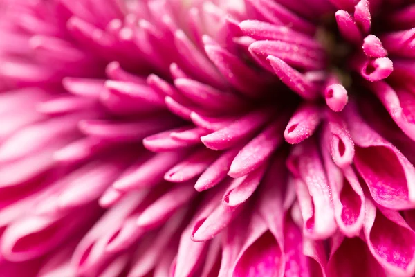 Schöne Natur Hintergrund — Stockfoto