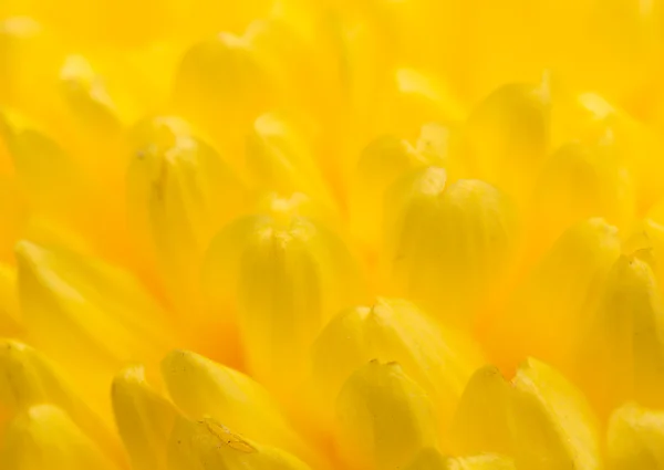 Schöne Natur Hintergrund — Stockfoto