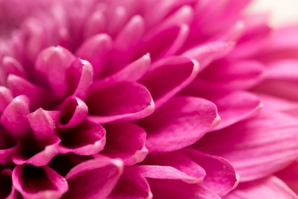 Schöne Natur Hintergrund — Stockfoto