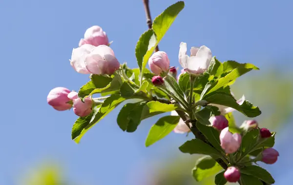 Beautiful nature background — Stock Photo, Image