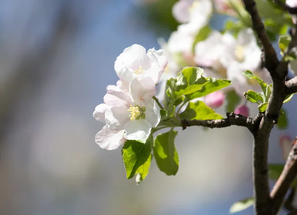 Vacker natur bakgrund — Stockfoto