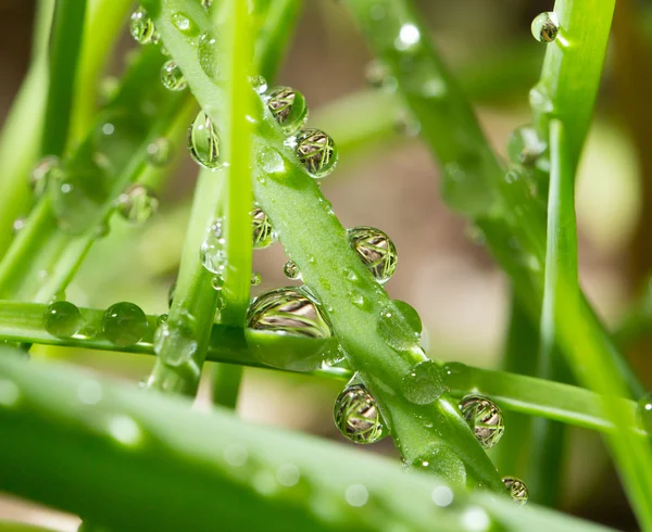 Beautiful nature background — Stock Photo, Image