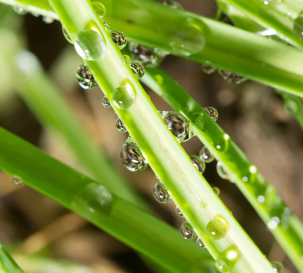 Beautiful nature background — Stock Photo, Image