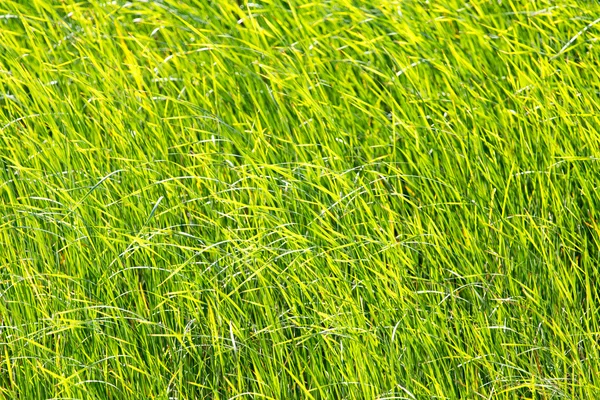 Prachtige natuur achtergrond — Stockfoto