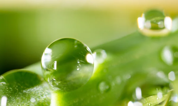 Schöne Natur Hintergrund — Stockfoto