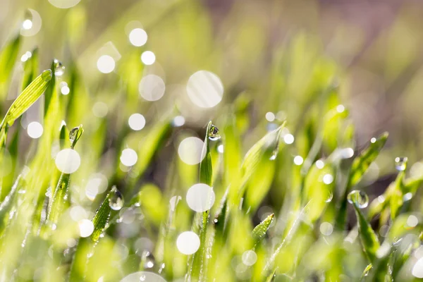 Hermosa naturaleza fondo — Foto de Stock