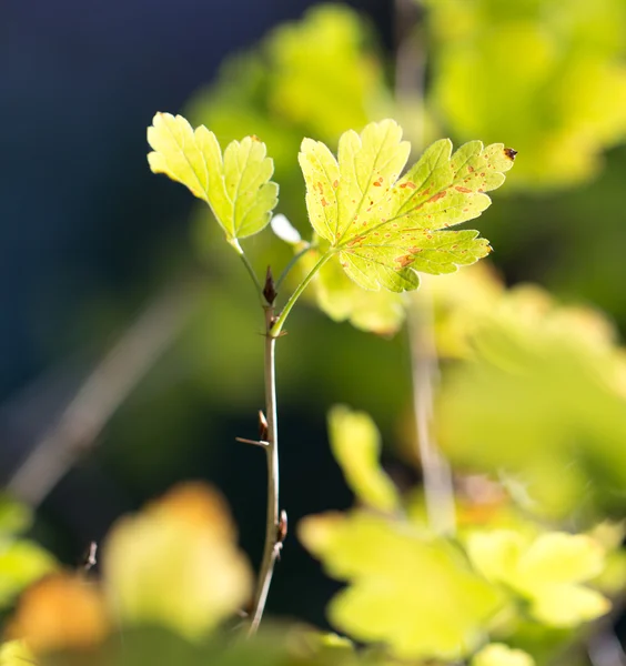 Prachtige natuur achtergrond — Stockfoto