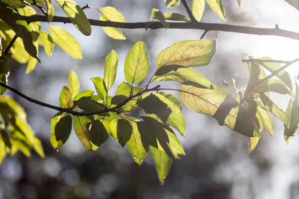 Beautiful nature background — Stock Photo, Image