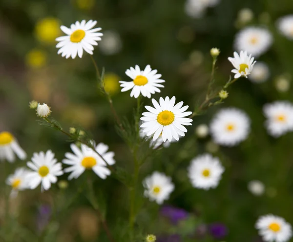 Bellissimo sfondo naturale — Foto Stock