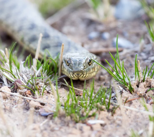 Bellissimo sfondo naturale — Foto Stock