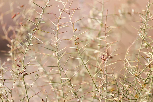 Krásné přírodní pozadí — Stock fotografie