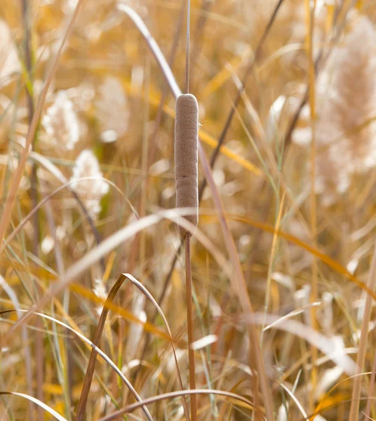 Schöne Natur Hintergrund — Stockfoto