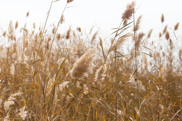 Beautiful nature background — Stock Photo, Image