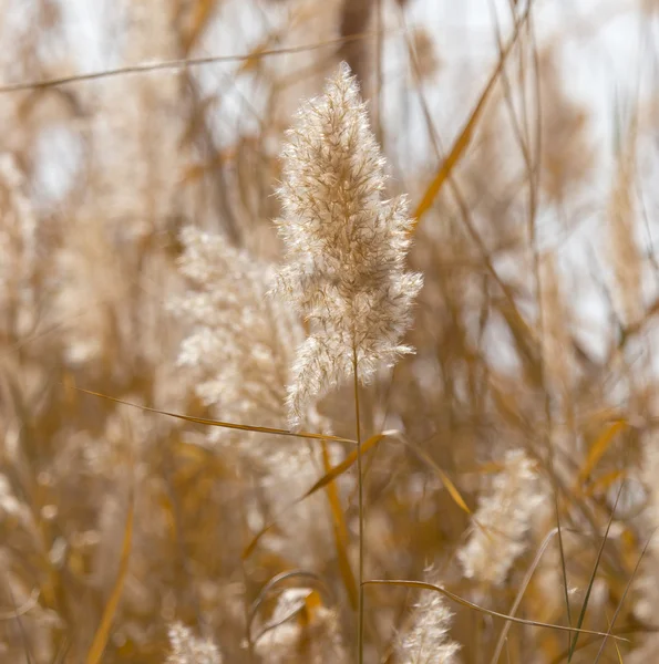 Beautiful nature background — Stock Photo, Image