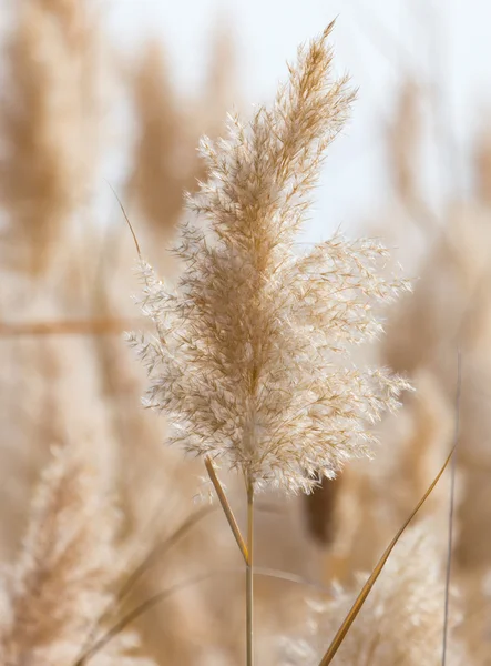 Krásné přírodní pozadí — Stock fotografie