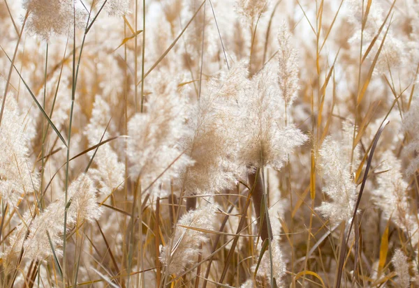 Vacker natur bakgrund — Stockfoto