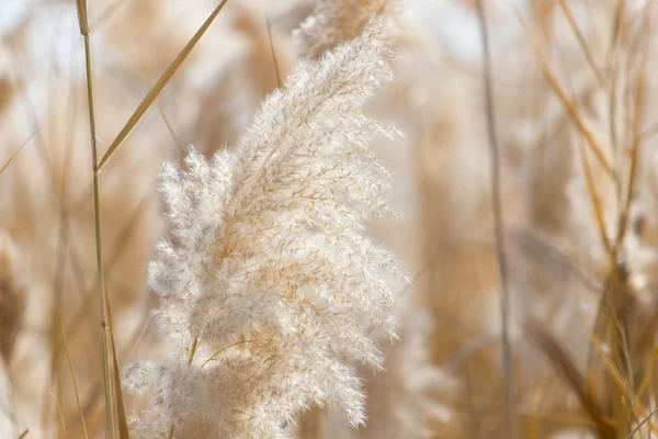 Krásné přírodní pozadí — Stock fotografie