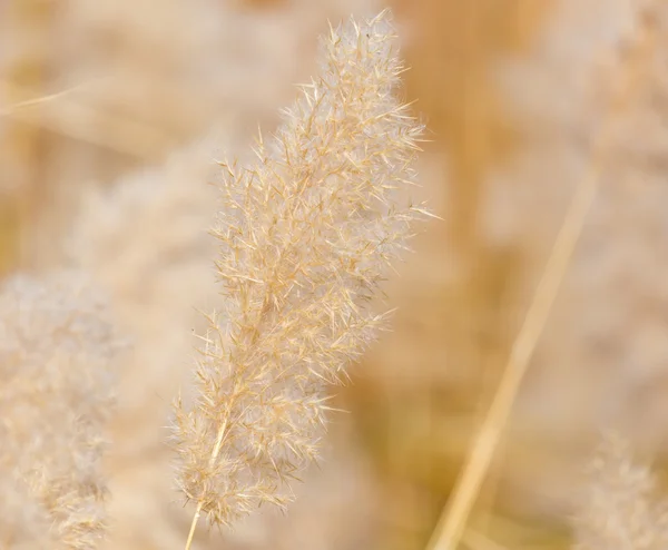 美丽的自然背景 — 图库照片