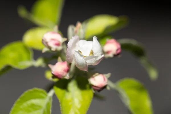 Hermosas flores en las ramas de un árbol —  Fotos de Stock