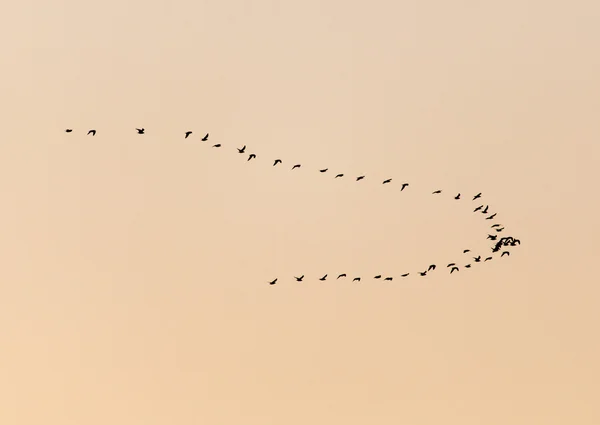 Stado ptaków o zachodzie słońca — Zdjęcie stockowe