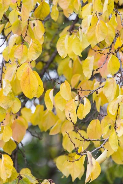 Folhas amarelas na árvore no outono — Fotografia de Stock