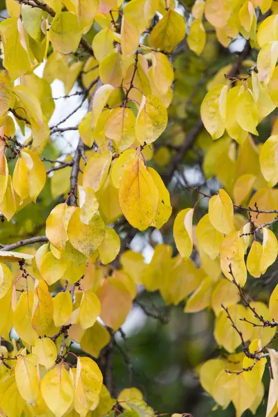 Hojas amarillas en el árbol en otoño —  Fotos de Stock