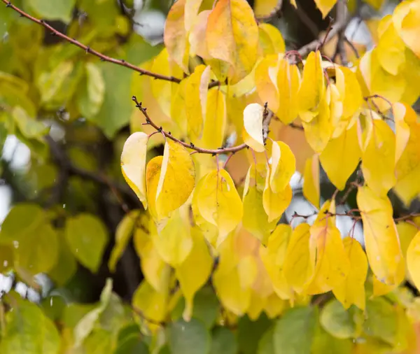 Yellow leaves on the tree in autumn — Stock Photo, Image
