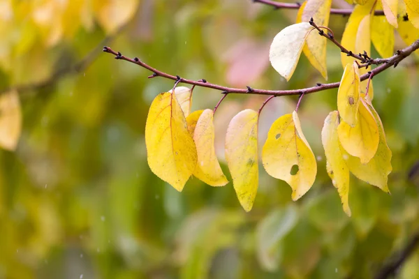 秋になると黄色の葉が木に — ストック写真