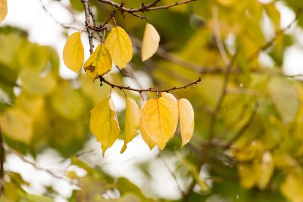 Hojas amarillas en el árbol en otoño —  Fotos de Stock