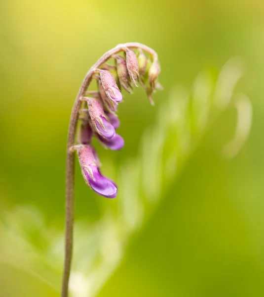 Bela flor roxa na natureza — Fotografia de Stock