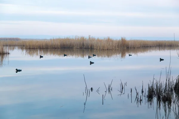 A lake with reeds at dawn in the autumn — Stock Photo, Image