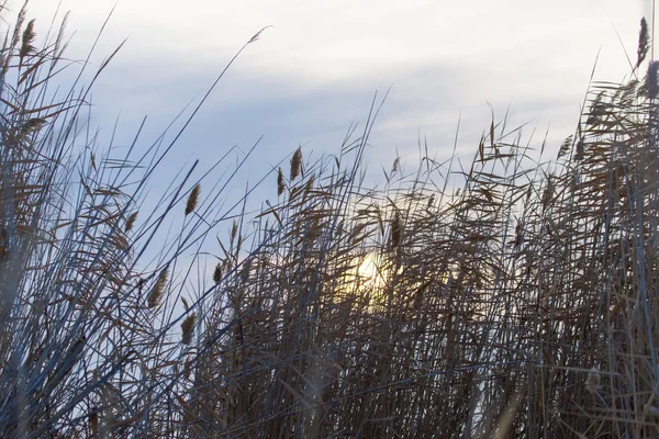Тростник на фоне рассвета солнца — стоковое фото