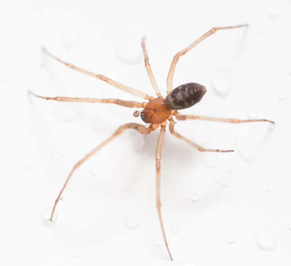 Aranha em um fundo branco com gotas de água — Fotografia de Stock