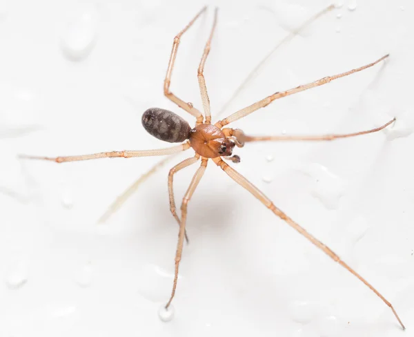 Aranha em um fundo branco com gotas de água — Fotografia de Stock