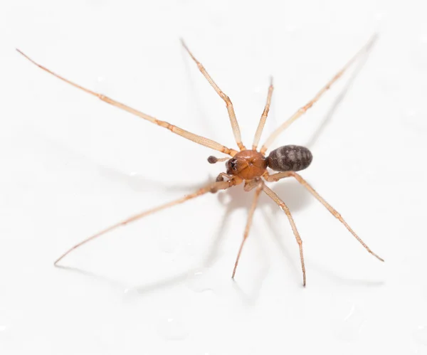 Spinne auf weißem Hintergrund mit Wassertropfen — Stockfoto