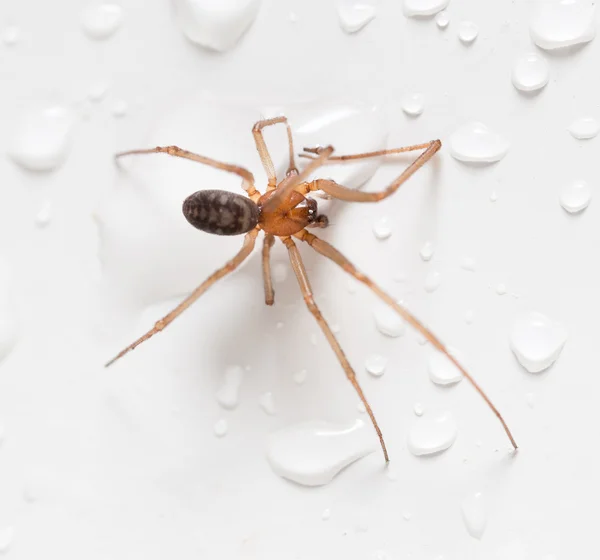 Pók fehér alapon vízcseppekkel — Stock Fotó