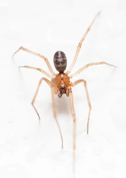 Spinne auf weißem Hintergrund mit Wassertropfen — Stockfoto