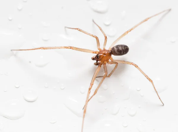 Spinne auf weißem Hintergrund mit Wassertropfen — Stockfoto