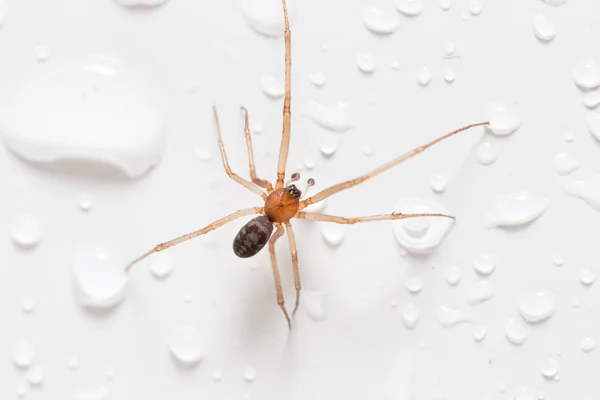 Spinne auf weißem Hintergrund mit Wassertropfen — Stockfoto